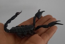 curiosité ,Coquillage,insecte : Énorme Scorpion Naturalisé 