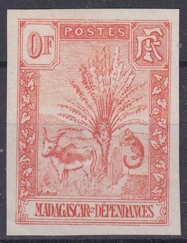 Madagascar zebu ravenala essai - zebu,