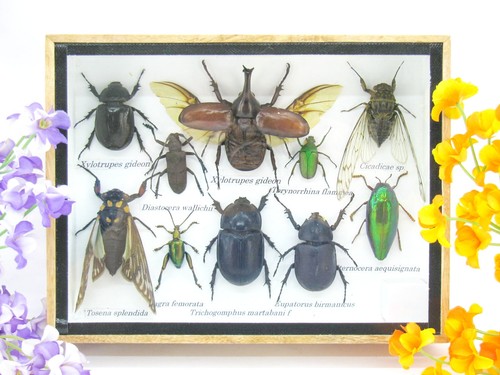 Insectes exotiques réel - 3d,