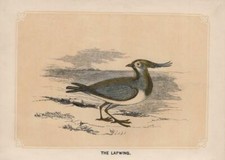 Kiebitz (Vanellus Vanellus) Gravure En Bois Colorée De 1851 Bicknell