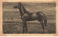 CHEVAL #FG58215 HIPPISME TROTTEUR AMERICAIN