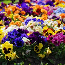 500 Graines de Pensée Hiver