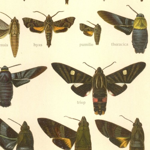 Adalbert seitz papillon - adalbert,