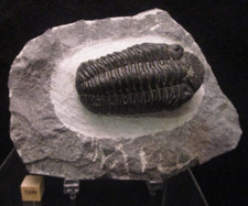 Large Excellent Example