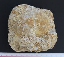 Ammonite fossile Bajocien