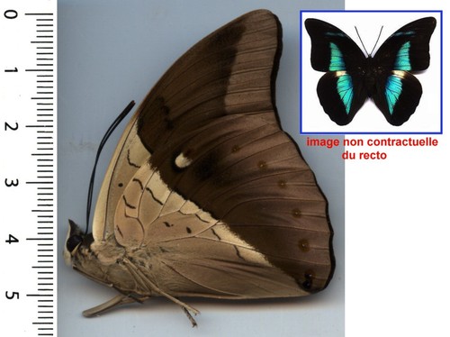 Nymphalidae archaeoprepona - nymphalidae,