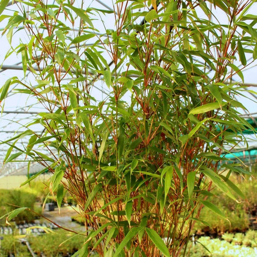 Fargesia yunnanensis bambou - fargesia,