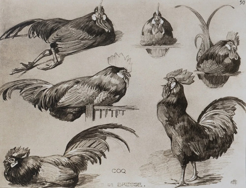 Mathurin meheut le coq - mathurin,