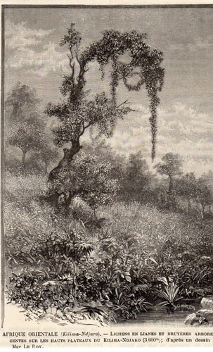 Gravure 1893 engraving - gravure,