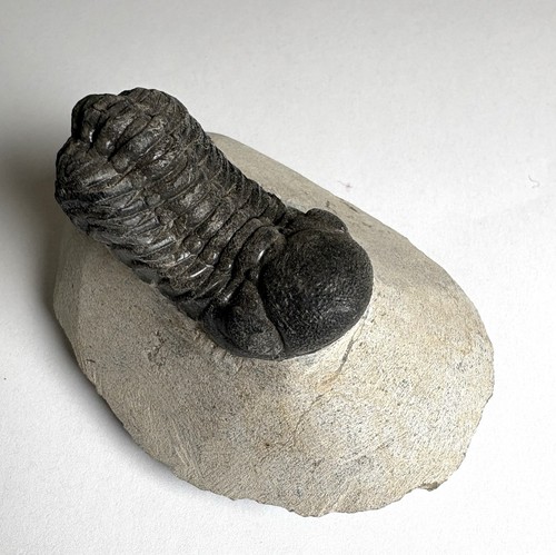 Phacops trilobite fossils - phacops,