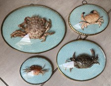 4 Cadres Bombés Taxidermie Crabes