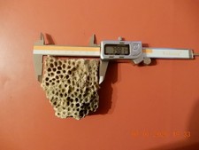 Corail Naturel Fossile Rare