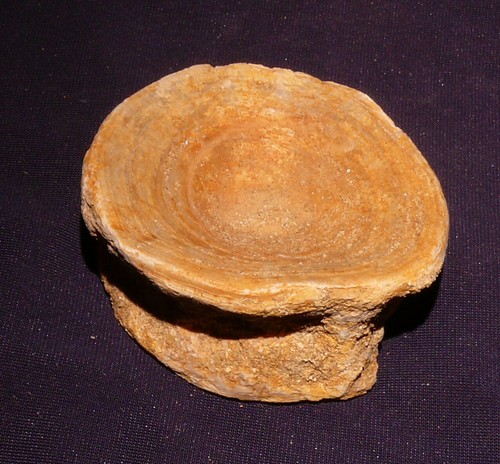 Fossile vertèbre de - os,