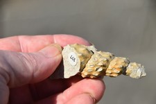 RARE ammonite Mariella