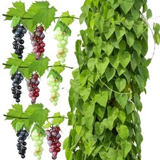 9 Pièces Grappe Raisin