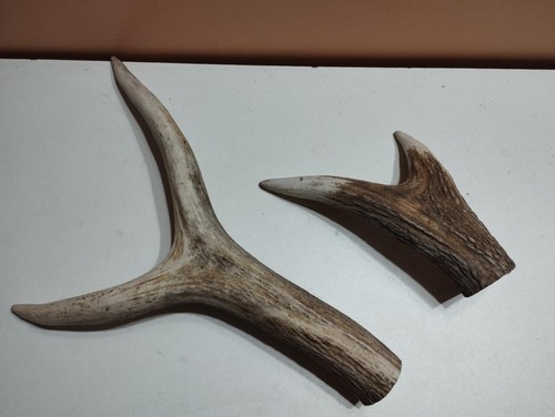 Bois cerf pour chien - bois, de