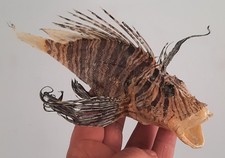 curiosité , taxidermie 