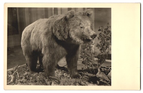 Photographie ours brun - ,,