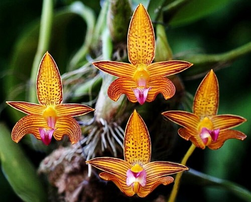 Bulbophyllum claptonense