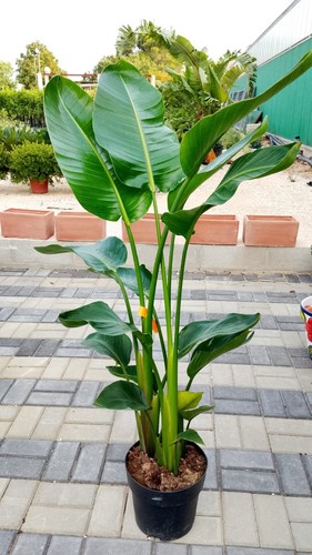 Plante strelitzia augusta pot - strelitzia,