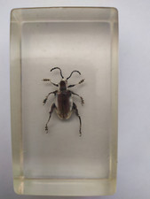 TAXIDERMISTE - INCLUSION VRAI