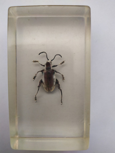 Taxidermiste inclusion vrai - taxidermiste,