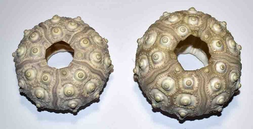 Echinoderme teste d oursin - -,