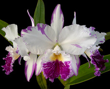 Cattleya labiata var
