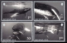 BERMUDA 2025 WHALES