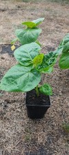 Tamarillo / Cyphomandra betacea Plant En Pot