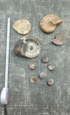 Lot De 10 Fossiles D'amonites