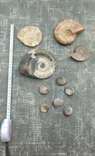 Lot fossiles d - de,