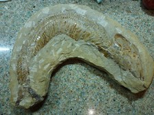 Fossil Fish 9" by 12"
