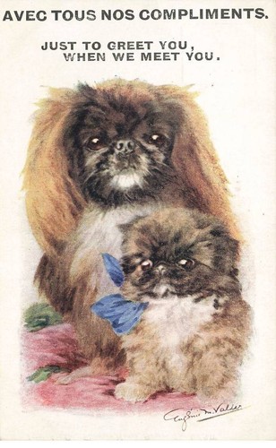 Chien chiot pekinois fg35021 - chiot,