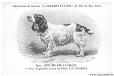 CD-BFP1-0927-CHIEN - Race springer-spaniel