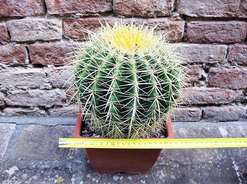 Echinocactus grusonii cm - 25,