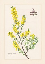 Behaarter Genêt - Genista