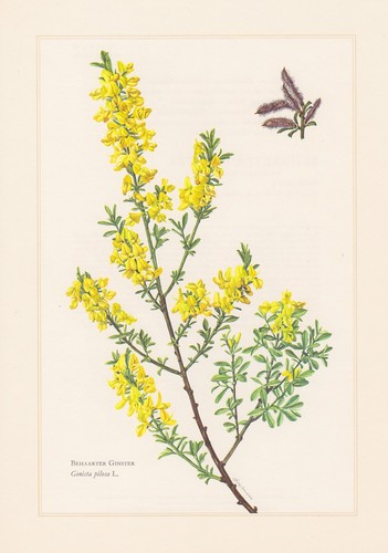 Behaarter genêt genista - genêt,