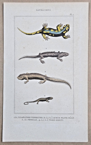 Gravure xixe batraciens - xixe,