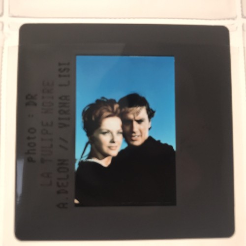 Tulipe noire alain delon - tulipe,