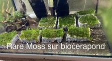 Mousse Aquarium Rare Moss Et Riccardia Sur Biocerapond Et Bucephalendra