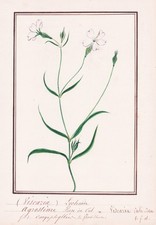 Péchnelke Ticky Catchfly Viscaria Fleur Botanique Aquarelle Dessin 1830
