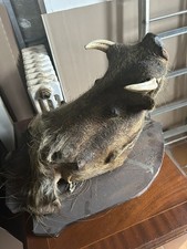 Taxidermie trophée de