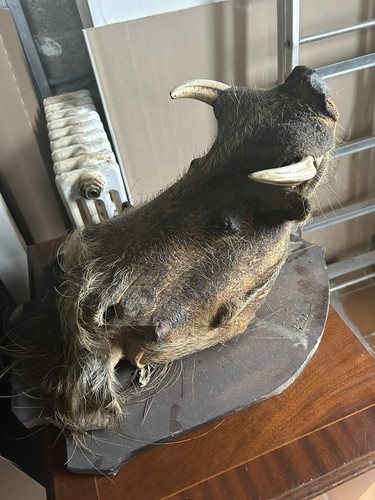 Taxidermie trophée - , de