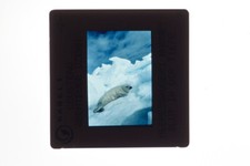 Jacques-Yves Cousteau promo photo 35mm slide #15