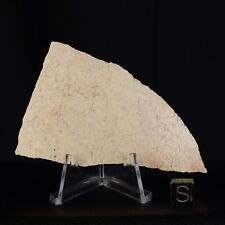 Coquille d'œuf Aepyornis