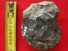 Ammonite de l'Oxfordien 