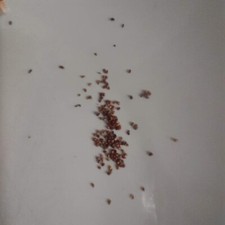 fraisier des bois - graines du sachet - à semer avant janvier 2027