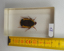 Résine inclusion insectes