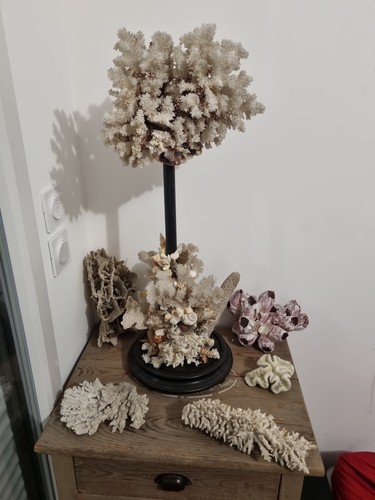 Lot coraux blancs - de,